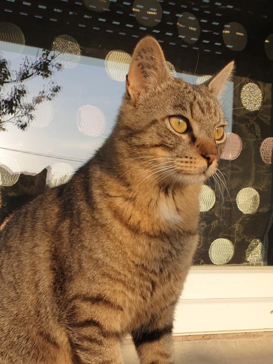 Choupi Matou Dit #13 Choupi Matou Dit Choupi Matou Dit #13