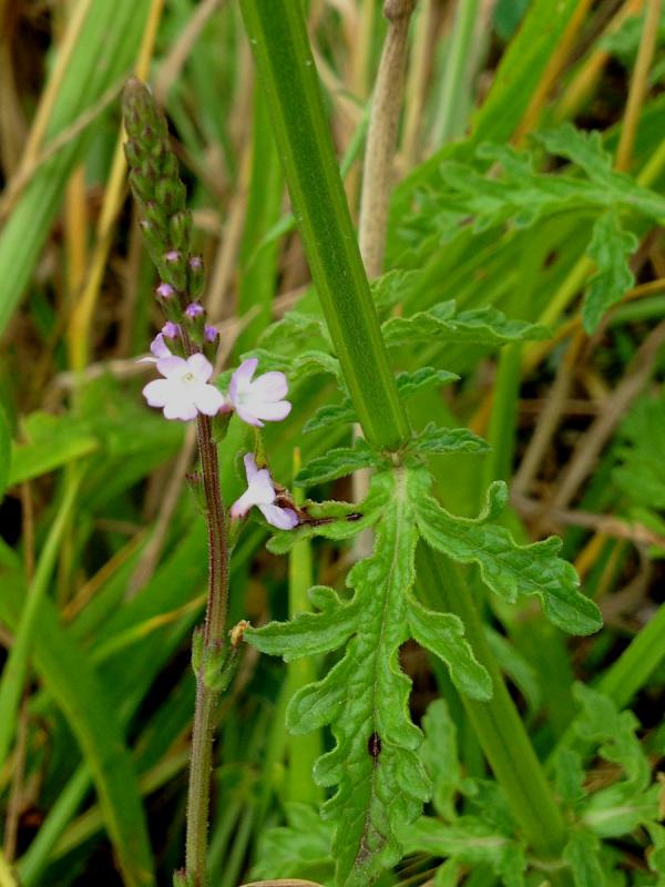 La verveine le 19 09 2025 Les plantes vagabondes, émission radio G Le Planty Ecuillé La verveine le 19 09 2025