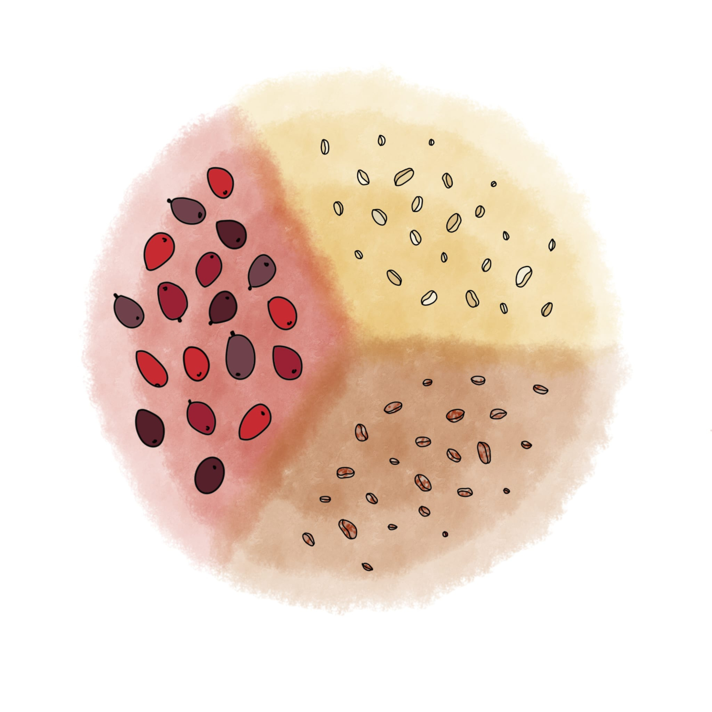 Le traitement post-récolte Café Tchololo Le traitement post-récolte